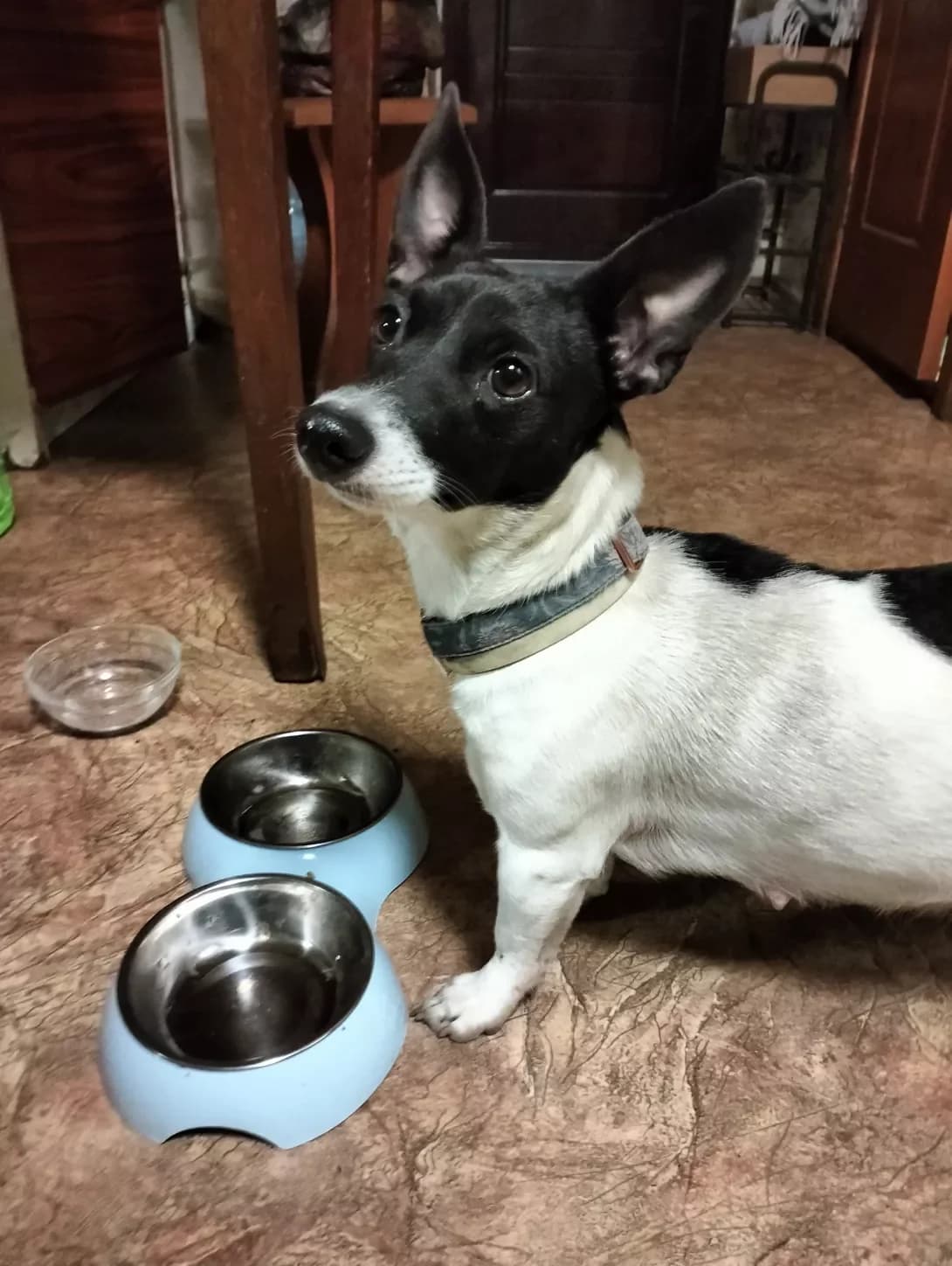 Narazi vidsutnya (Наразі відсутня), female 4yo Mixed Breed for adoption at Happy Paw Kharkiv
