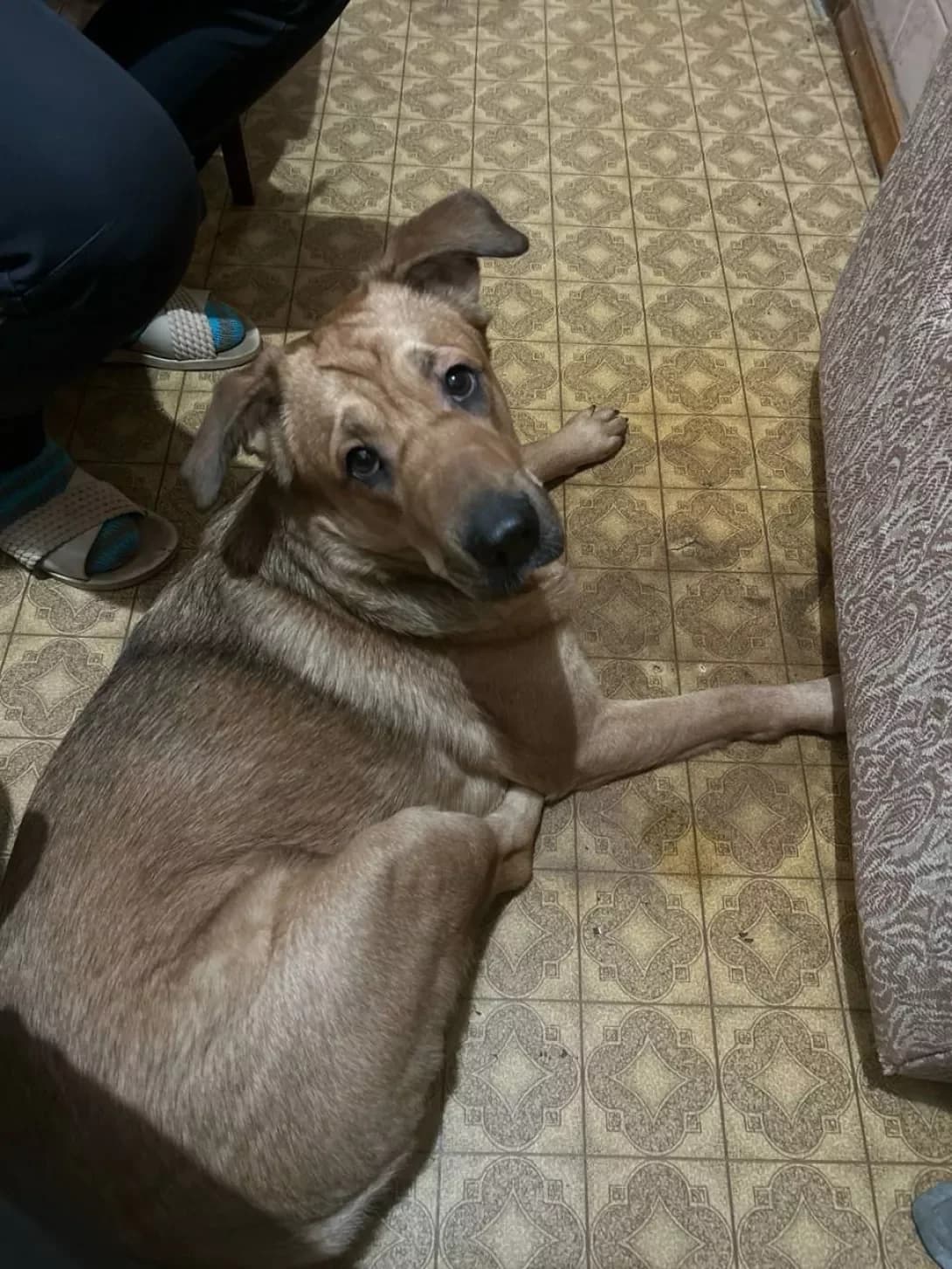 Laki (Лакі), female 3yo Mixed Breed for adoption at Happy Paw Kharkiv