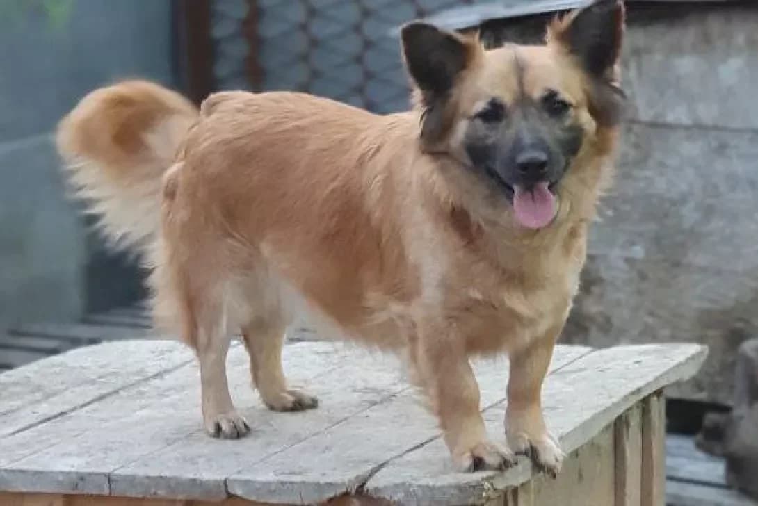 Zhuzhik (Жужик), male 5yo Mixed Breed for adoption at Happy Paw Kharkiv