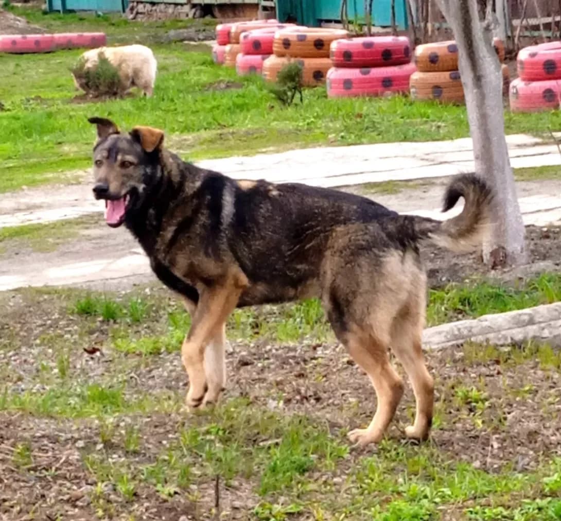 Barbos (Барбос), male young Mixed Breed for adoption at Happy Paw Kharkiv