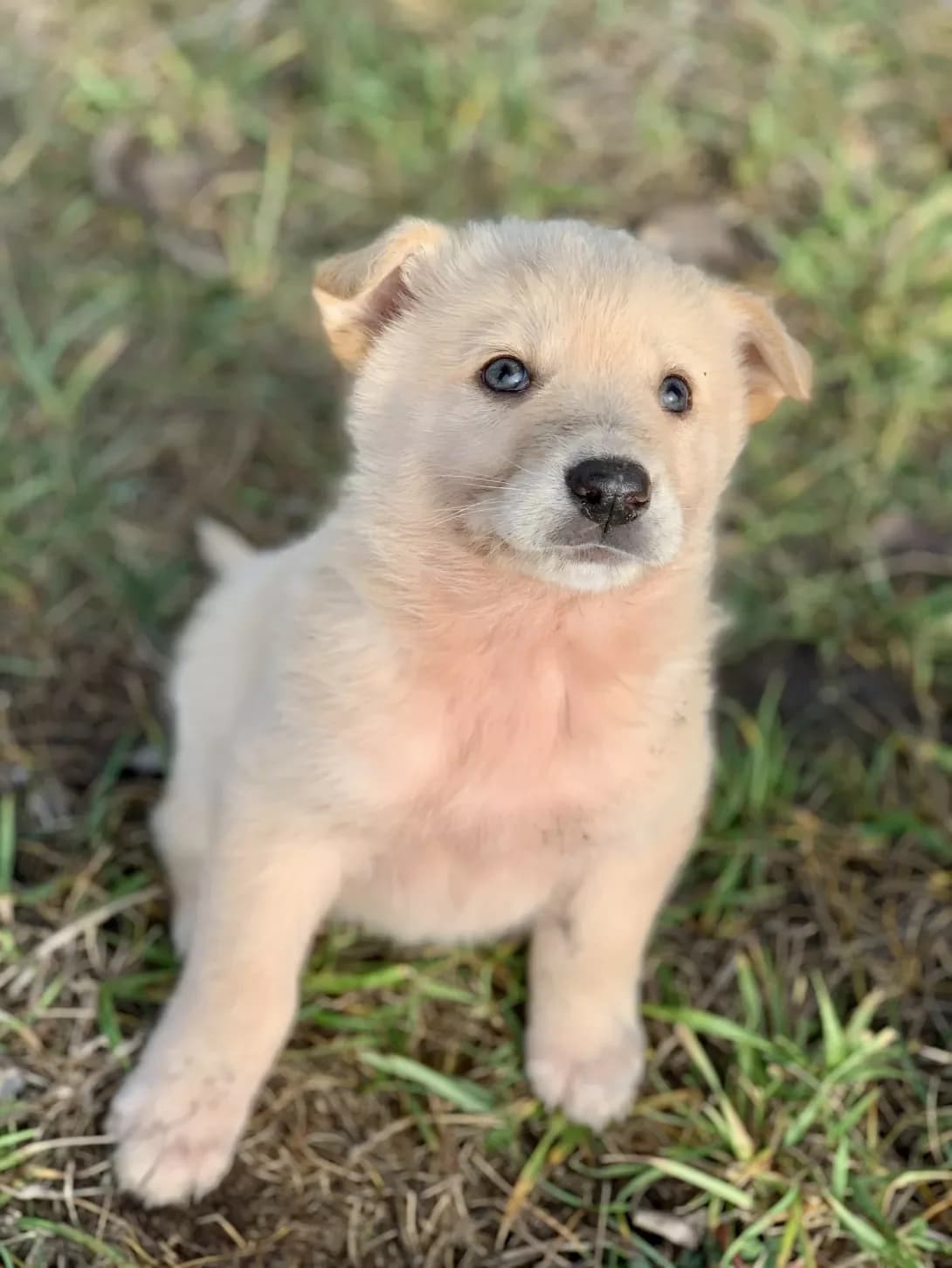 Bella (Белла), female young Mixed Breed for adoption at Happy Paw Kharkiv