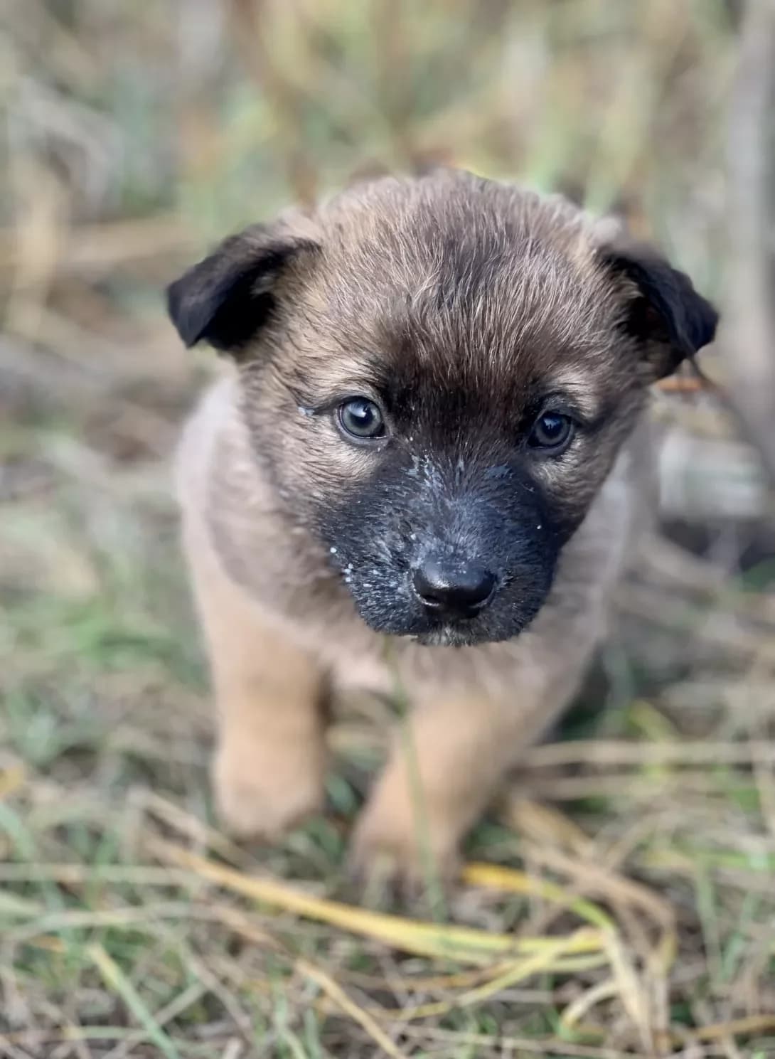 Betsi (Бетсі), female young Mixed Breed for adoption at Happy Paw Kharkiv