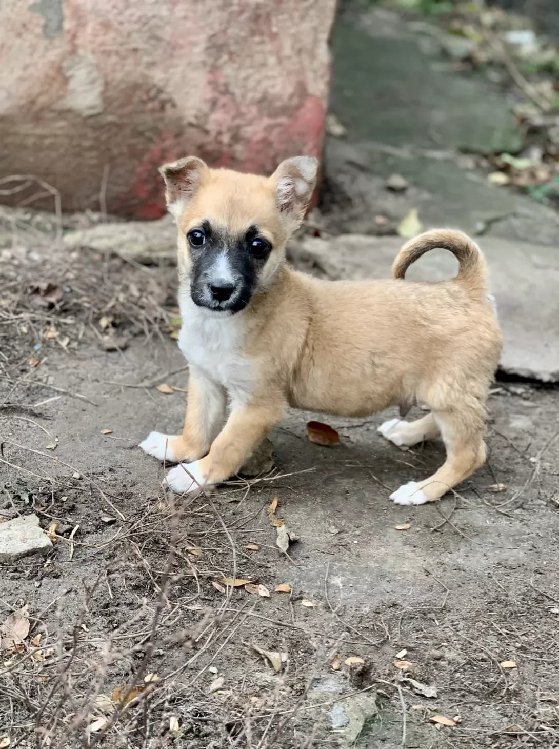 Kris (Кріс), male young Mixed Breed for adoption at Happy Paw Kharkiv