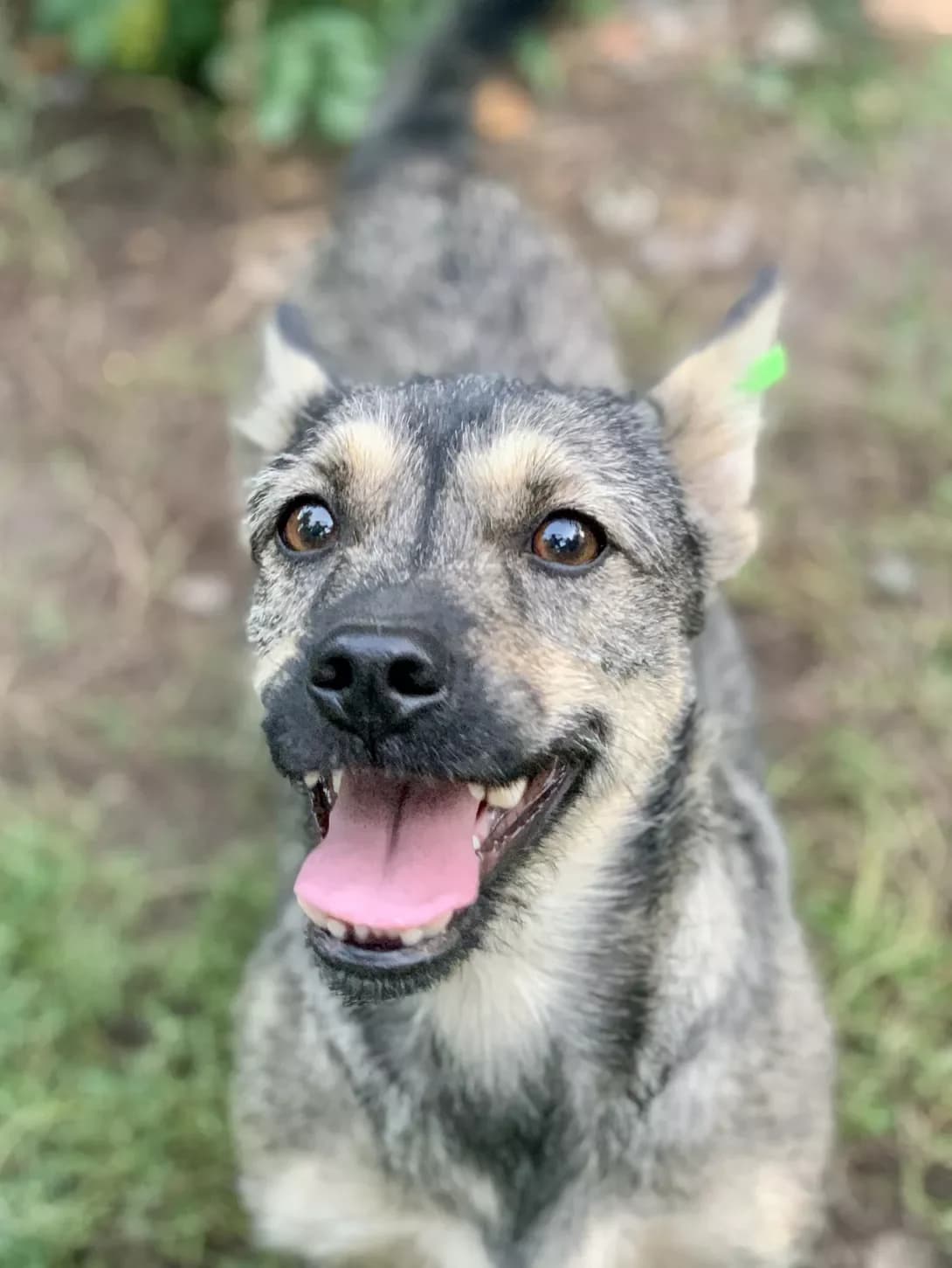 Sonya (Соня), female young Mixed Breed for adoption at Happy Paw Kharkiv