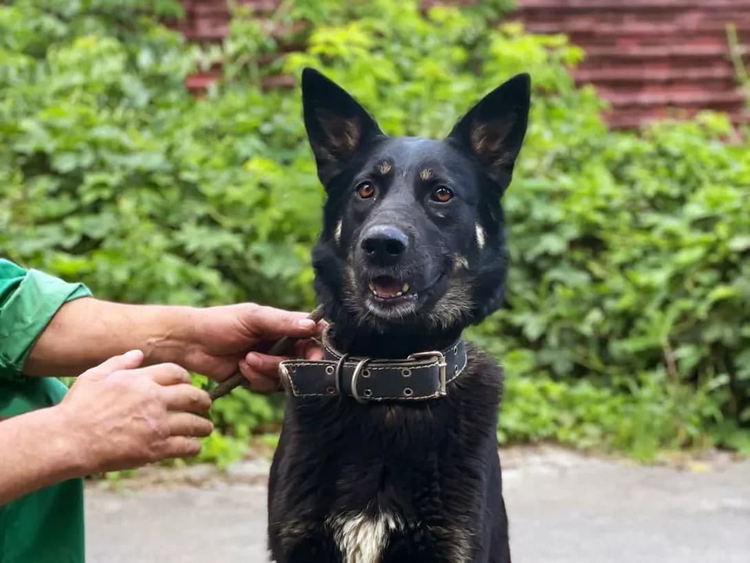 vivcharka Dana (вівчарка Дана), female young Mixed Breed for adoption at Happy Paw Kharkiv
