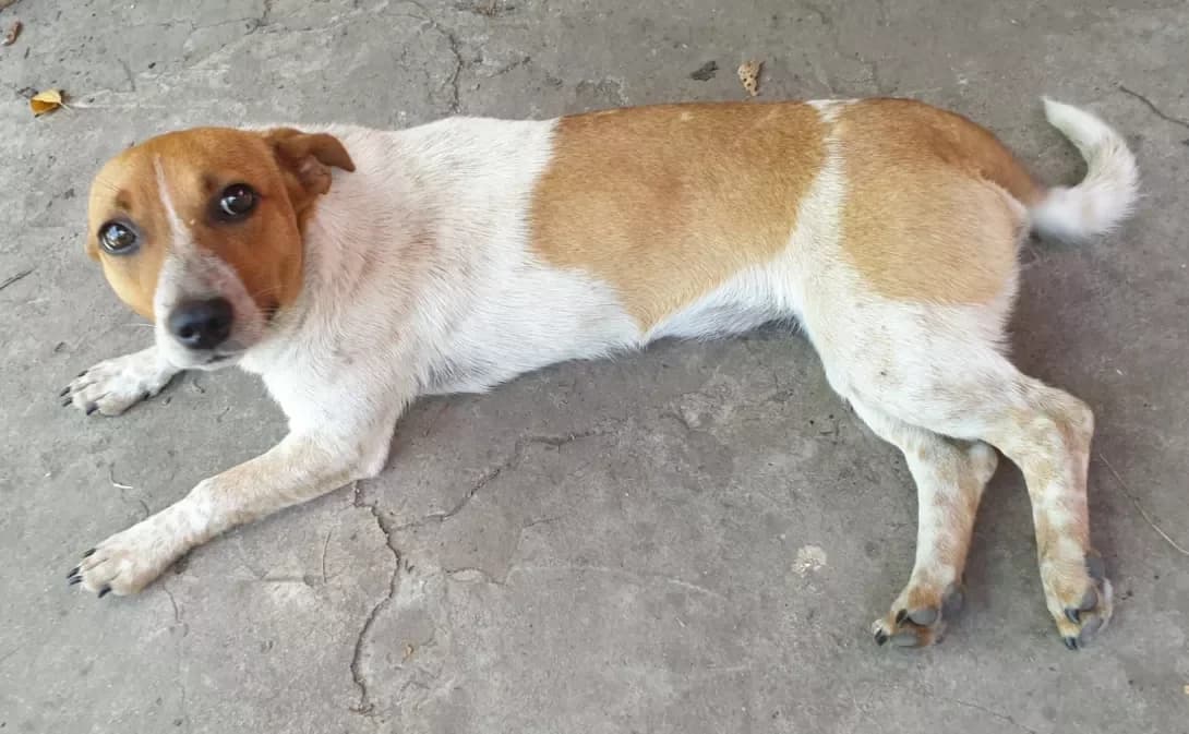 Mini (Мини), female senior Mixed Breed for adoption at Happy Paw Kharkiv