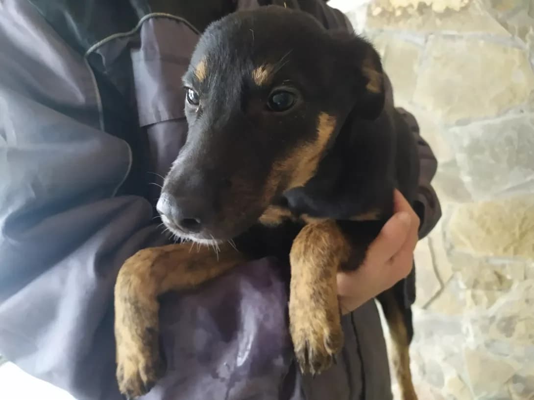 Kiss (Кiсс), female 6yo Mixed Breed for adoption at Happy Paw Kharkiv