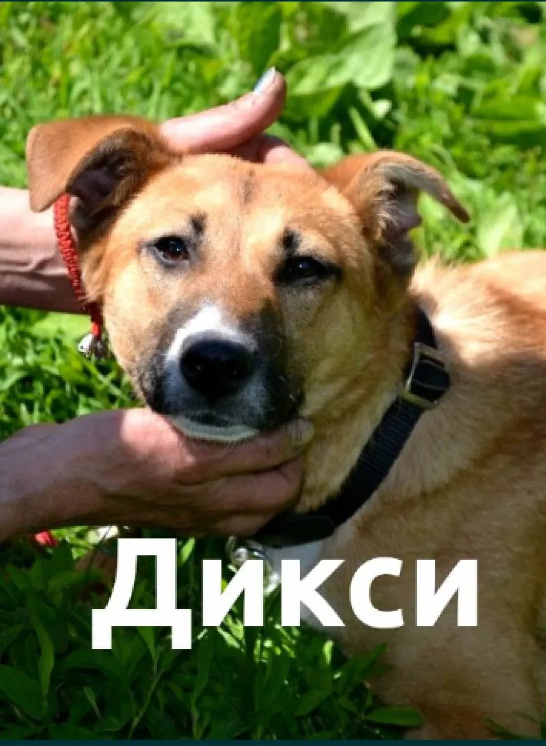 Diksi (Дiксi), female 5yo Mixed Breed for adoption at Happy Paw Kharkiv