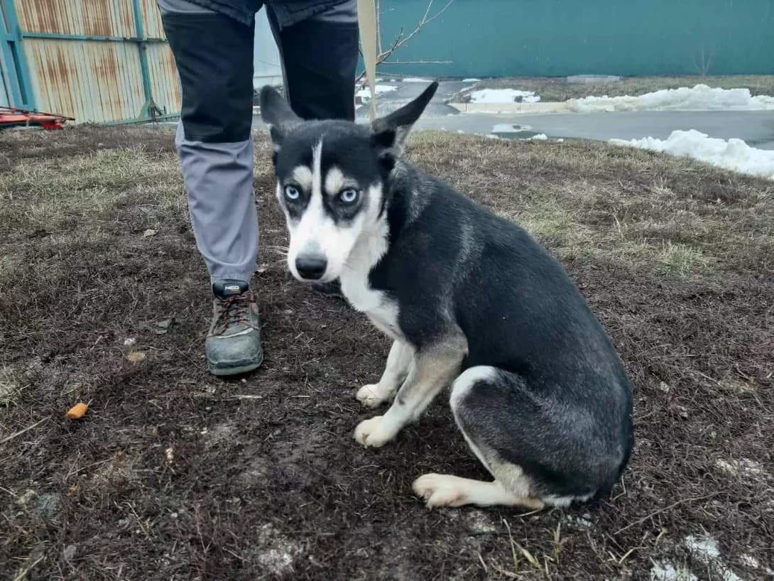 Amanda (Аманда), female 6yo Mixed Breed for adoption at Happy Paw Kharkiv