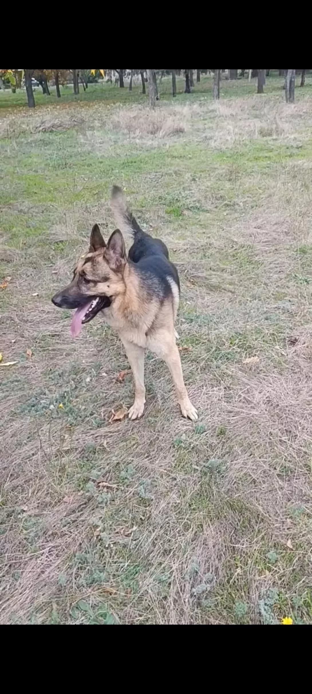 Oskar (Оскар), male young Mixed Breed for adoption at Happy Paw Kherson Oblast