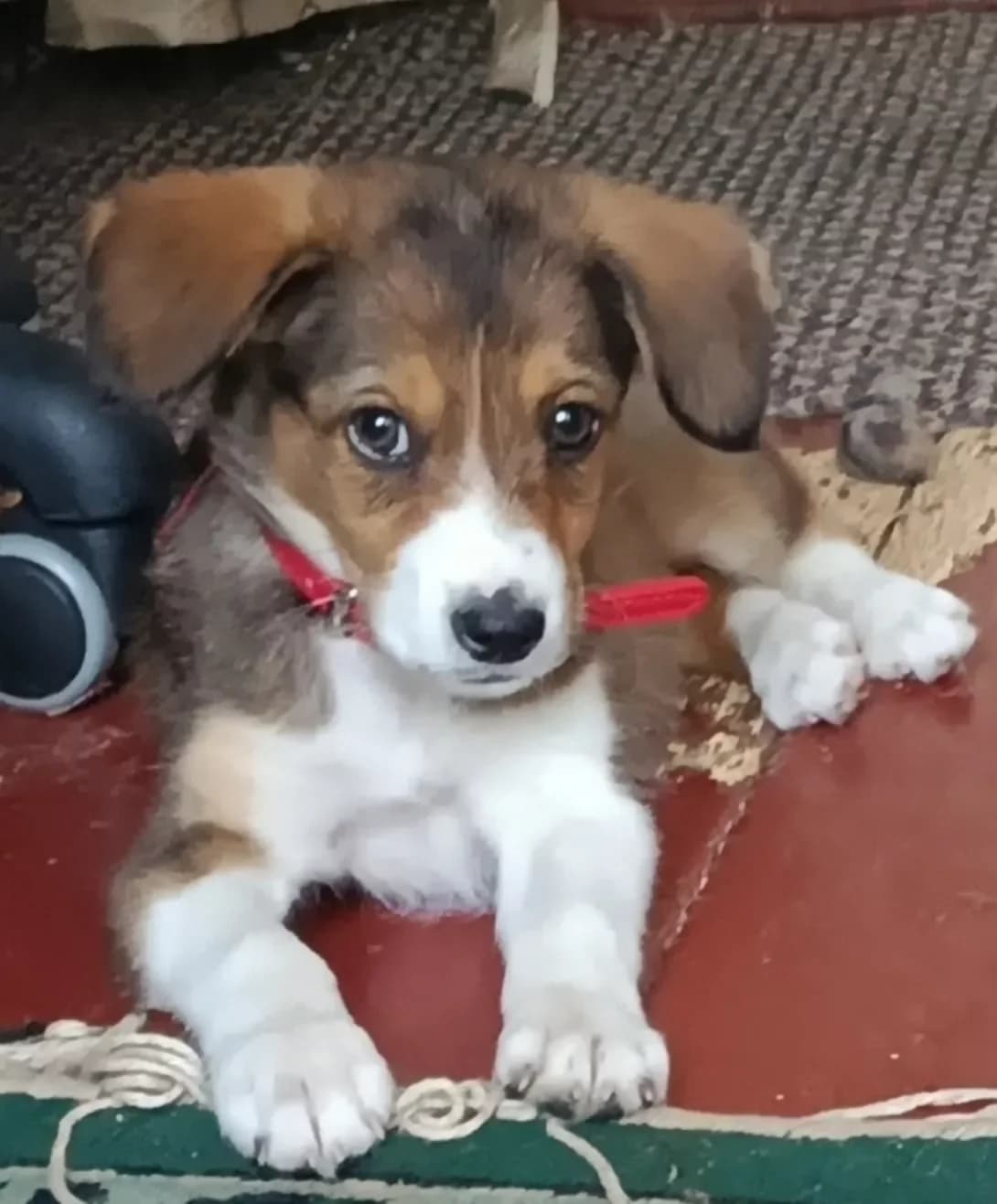 Roksi (Роксі), female puppy Mixed Breed for adoption at Happy Paw Khmelnytskyi Oblast