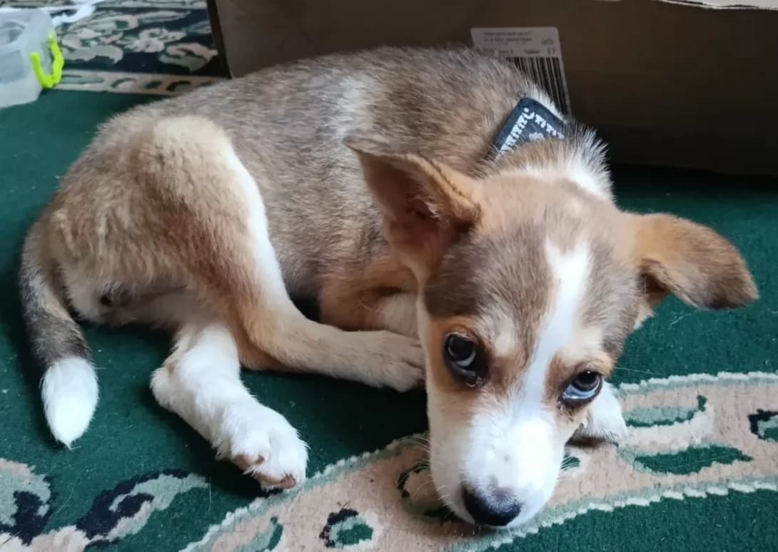 Teddi (Тедді), female puppy Mixed Breed for adoption at Happy Paw Khmelnytskyi Oblast