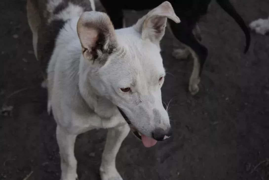Ivi (Іві), female 7yo Mixed Breed for adoption at Happy Paw Kirovohrad