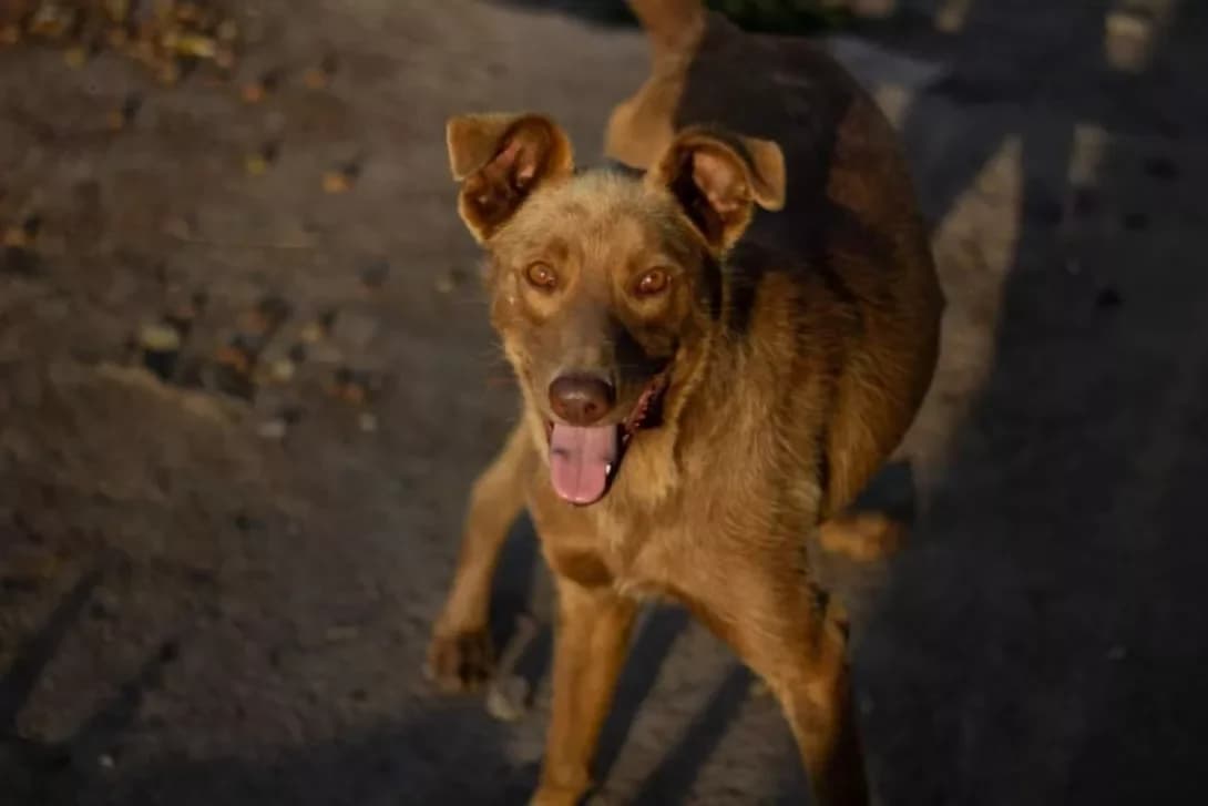 Sheri (Шері), female senior Mixed Breed for adoption at Happy Paw Kirovohrad