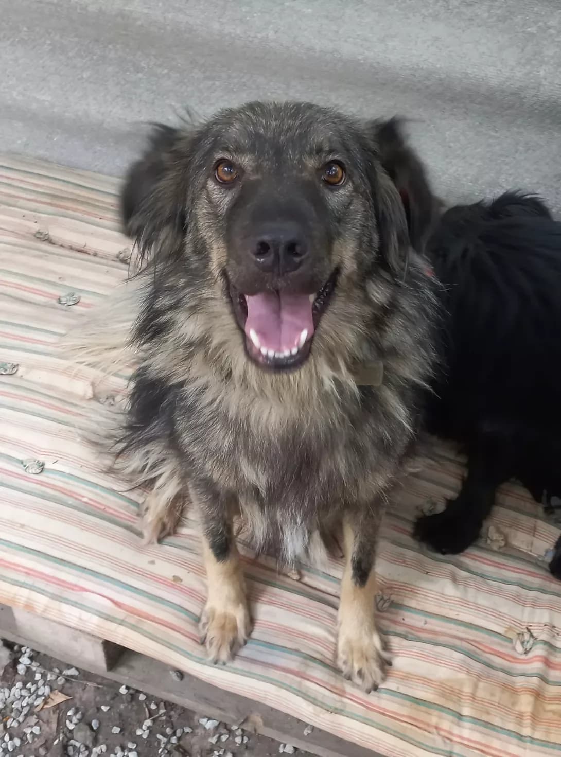 Chepukha (Чепуха), female 6yo Mixed Breed for adoption at Happy Paw Kirovohrad
