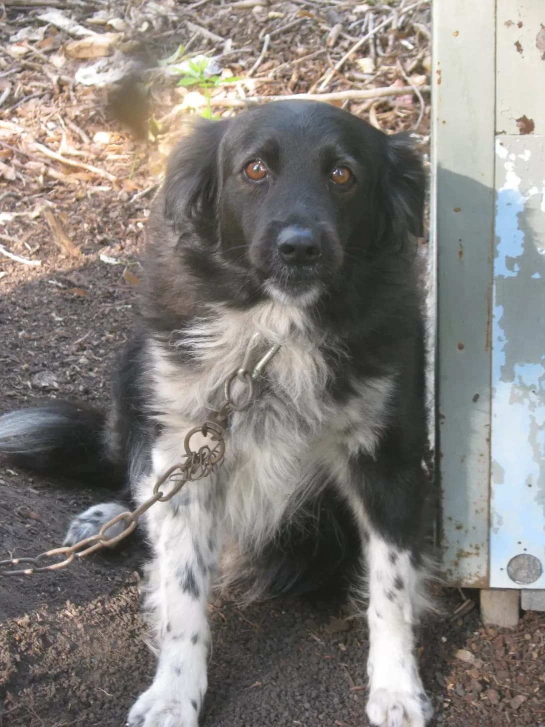 Charlik (Чарлік), male senior Mixed Breed for adoption at Happy Paw Kirovohrad