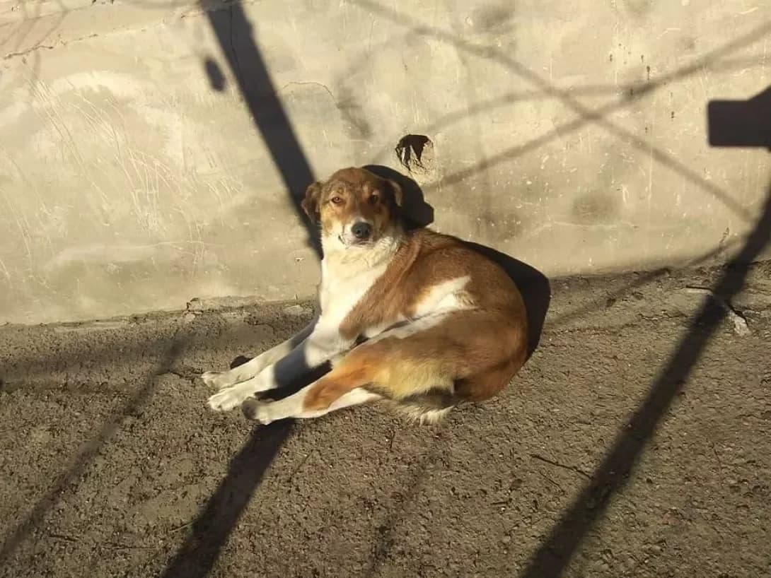 Masya (Мася), female senior Mixed Breed for adoption at Happy Paw Kirovohrad
