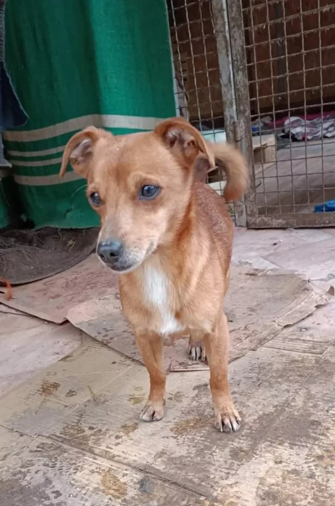 Elya (Еля), female senior Mixed Breed for adoption at Happy Paw Kirovohrad