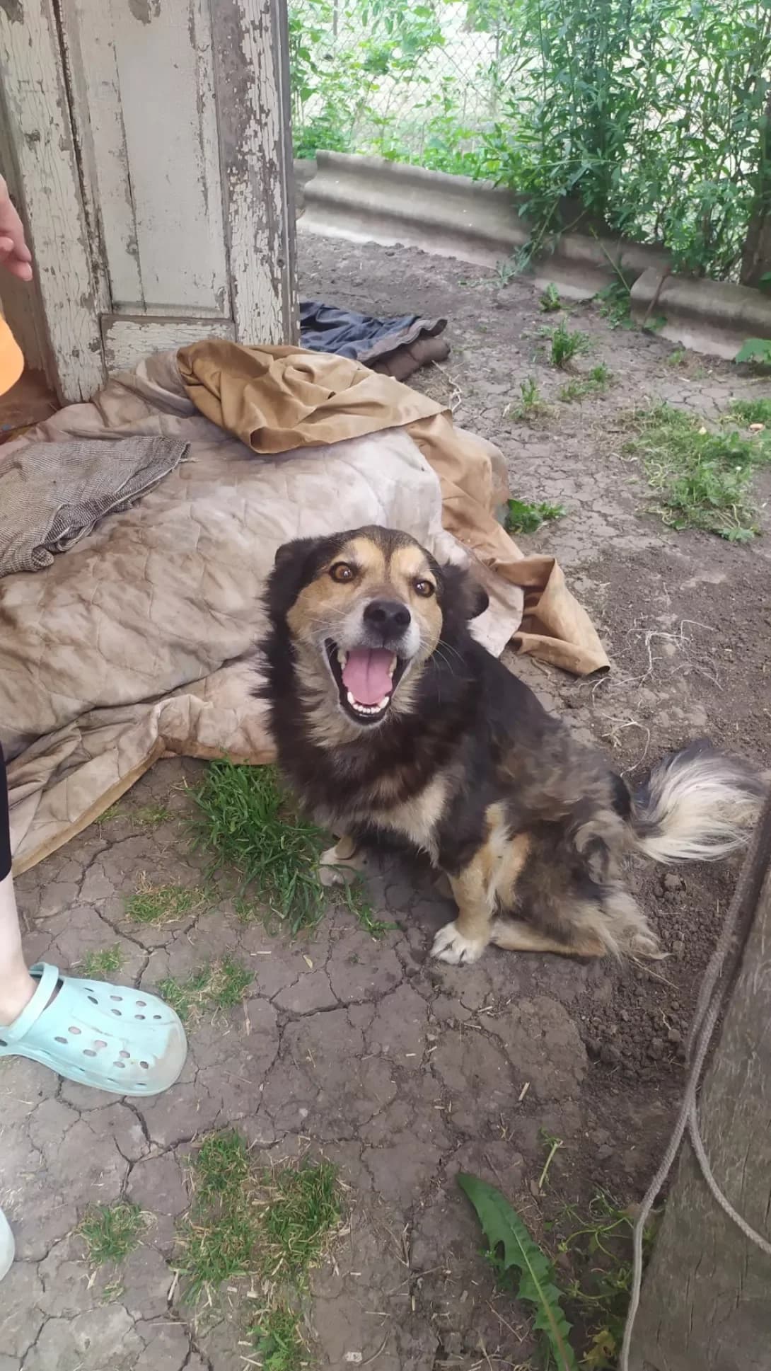 Sharik (Шарік), male 6yo Mixed Breed for adoption at Happy Paw Kirovohrad