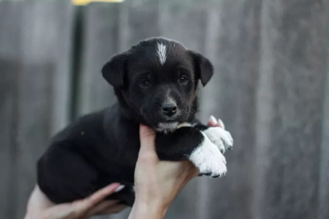 Zhevzhik (Жевжик), male 3yo Mixed Breed for adoption at Happy Paw Kirovohrad