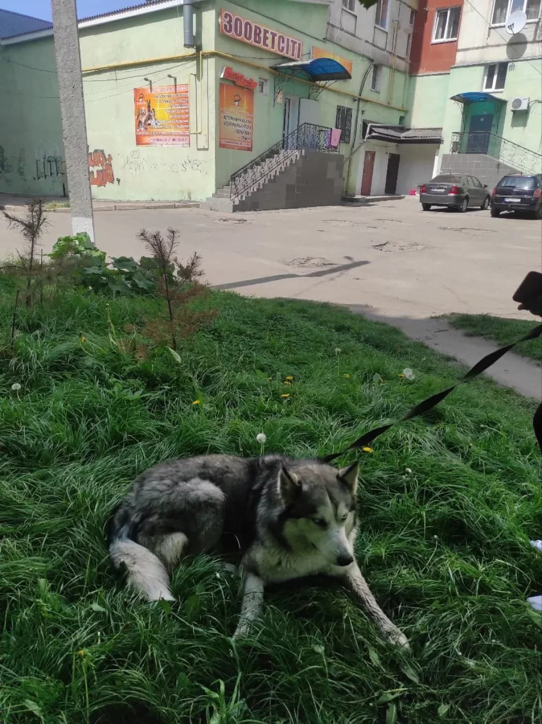 Akira (Акіра), female 6yo Mixed Breed for adoption at Happy Paw Kirovohrad