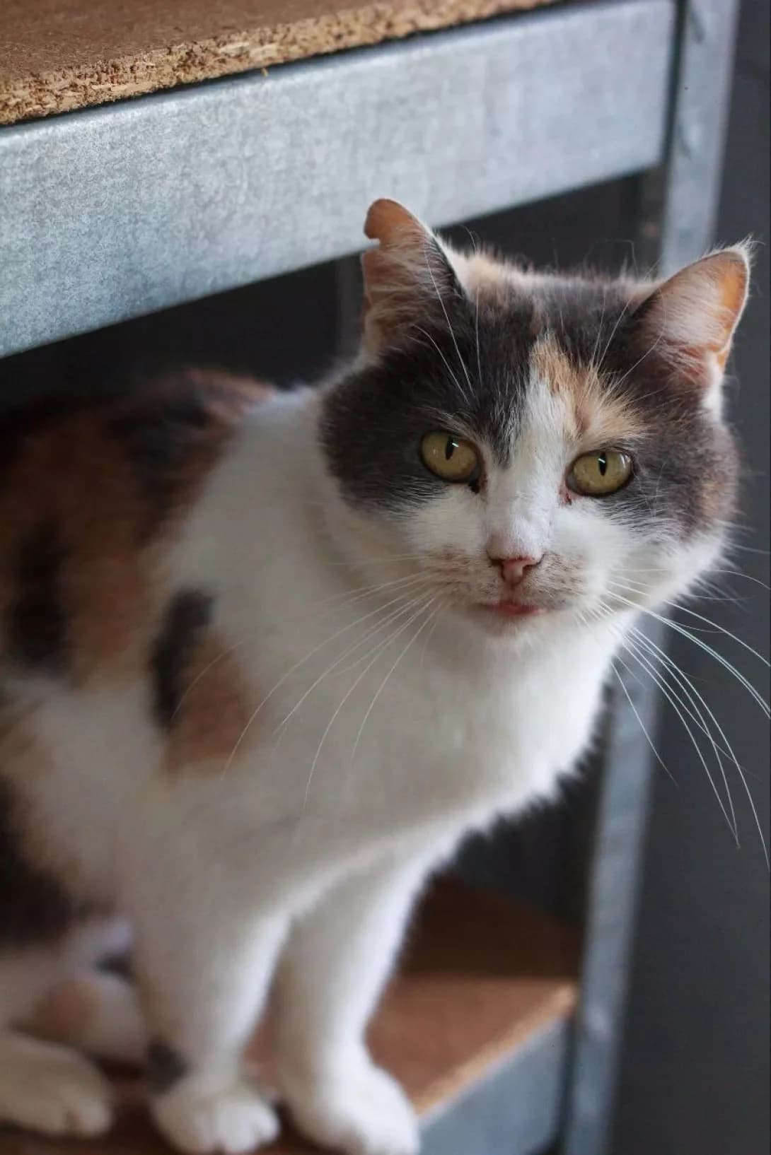 Fanta (Фанта), female 5yo Mixed Breed for adoption at Happy Paw Kirovohrad
