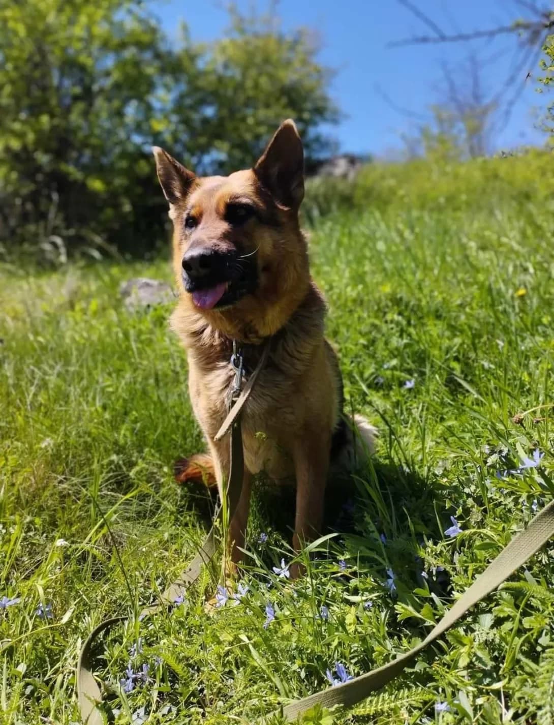 Dana (Дана), female senior Mixed Breed for adoption at Happy Paw Kirovohrad