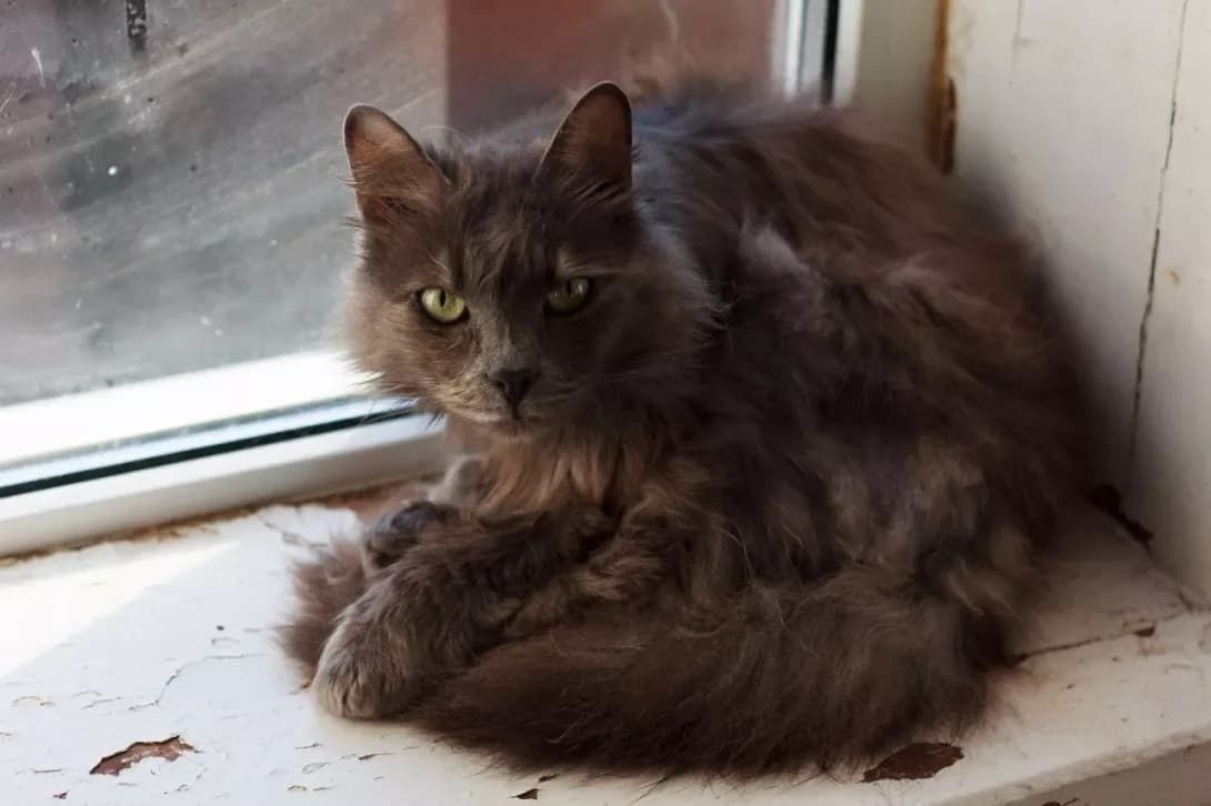 Tamara (Тамара), female 6yo Mixed Breed for adoption at Happy Paw Kirovohrad