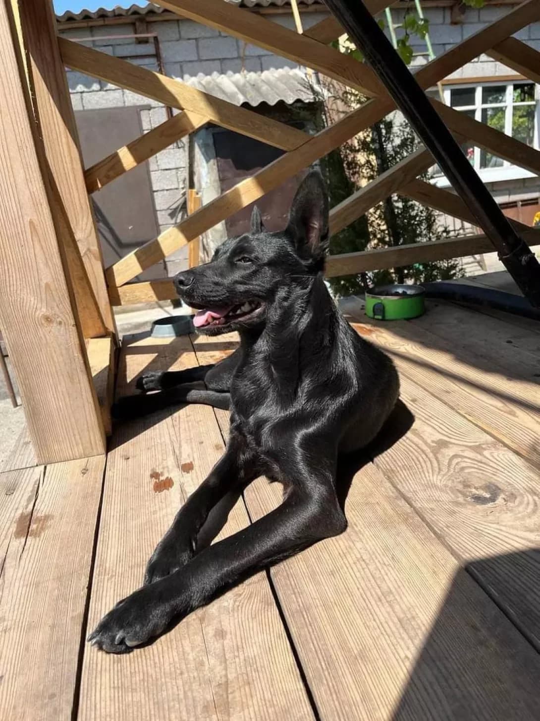 Makyeba (Макєба), male young Mixed Breed for adoption at Happy Paw Kirovohrad