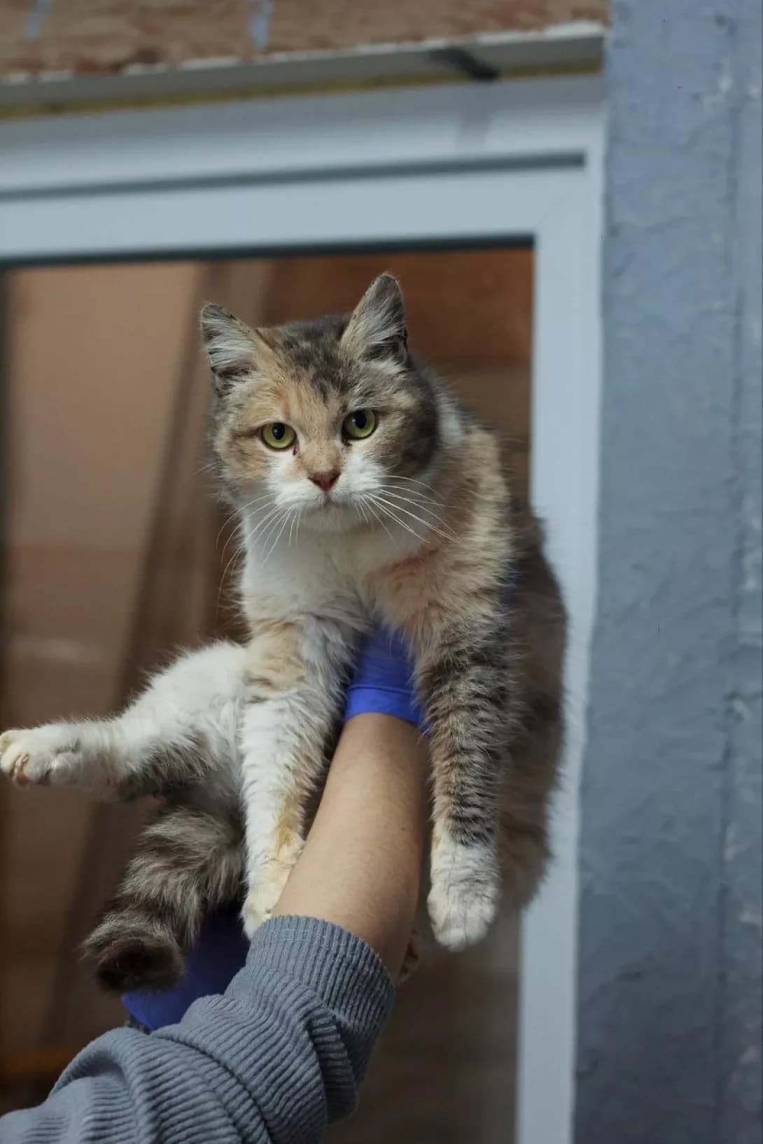 PannaKotta (ПаннаКотта), female 3yo Mixed Breed for adoption at Happy Paw Kirovohrad