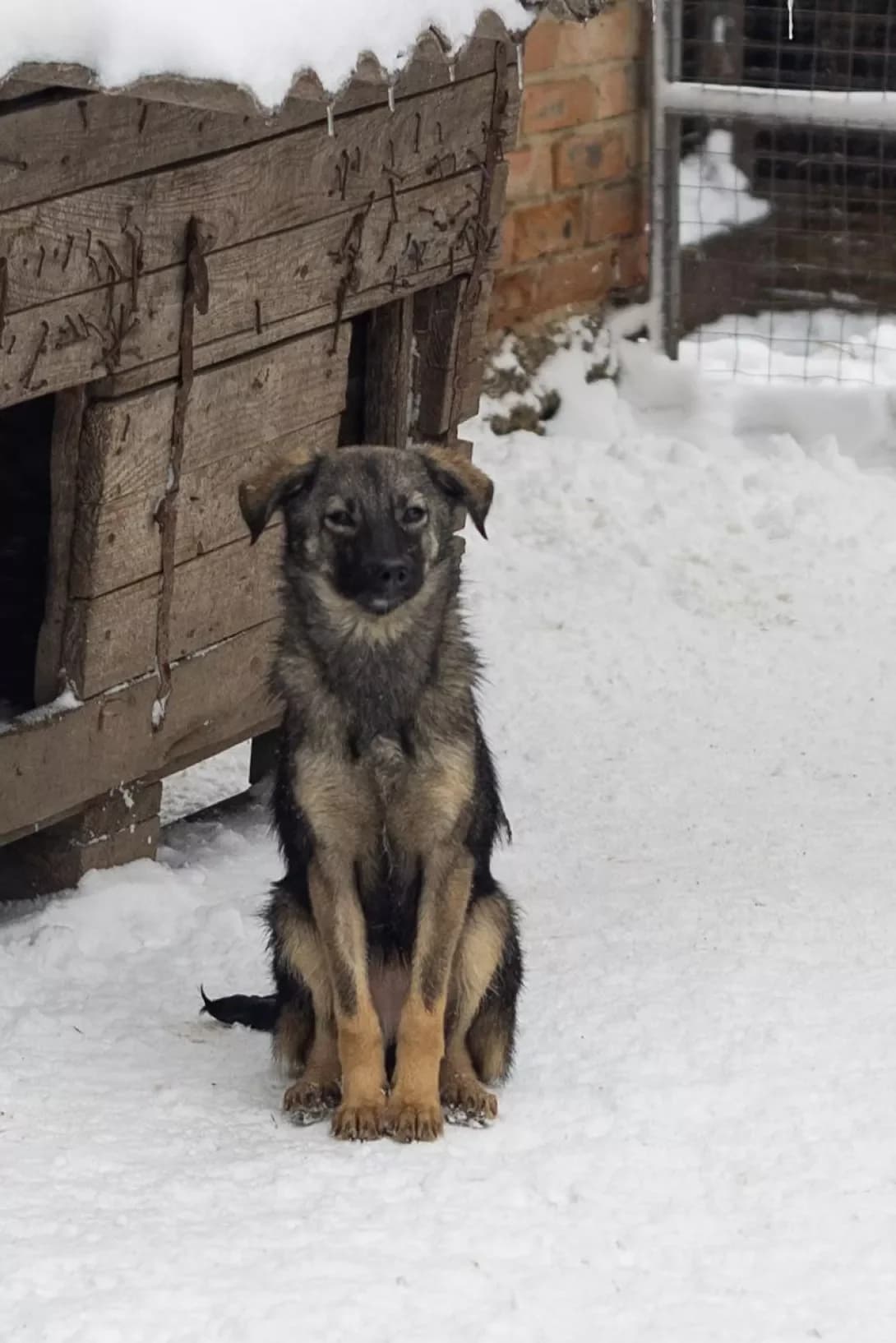 Taviya (Тавія), female young Mixed Breed for adoption at Happy Paw Kirovohrad