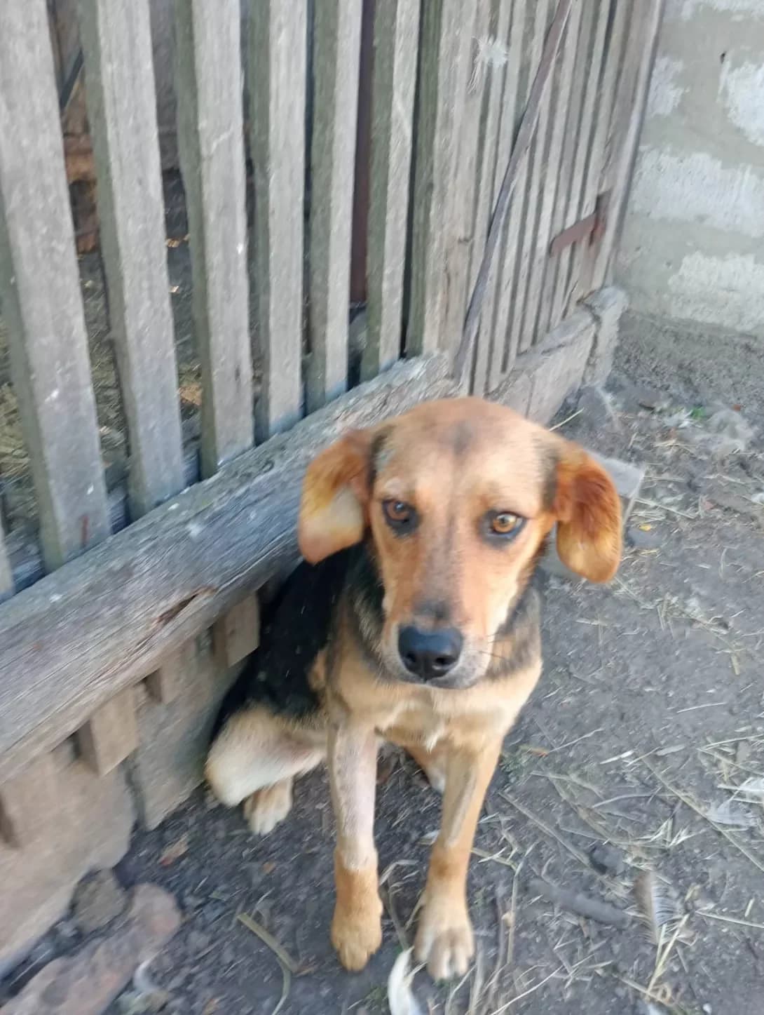 Bella (Белла), female puppy Mixed Breed for adoption at Happy Paw Kirovohrad