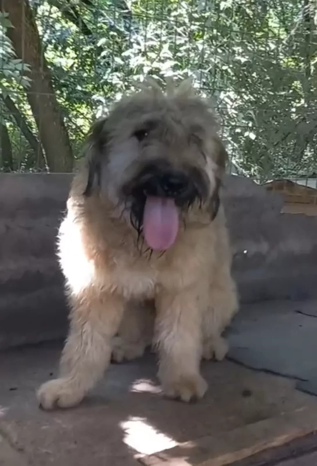 Barbosik (Барбосик), male puppy Mixed Breed for adoption at Happy Paw Kirovohrad