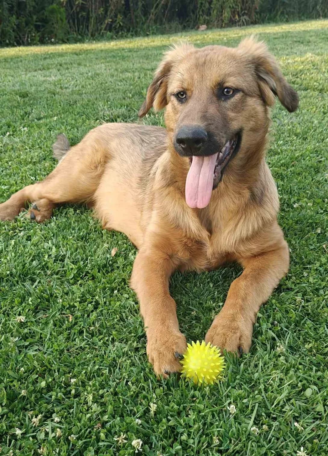 Mishel (Мішель), female puppy Mixed Breed for adoption at Happy Paw Kirovohrad