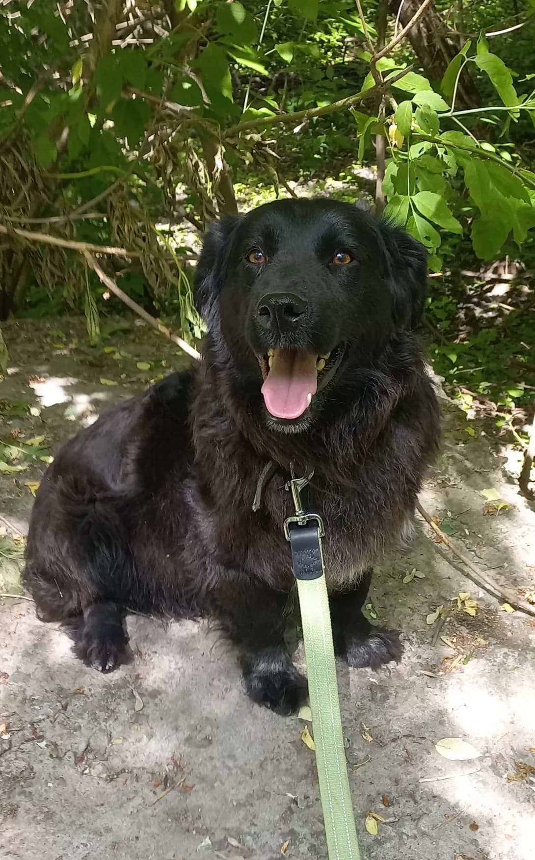 Zakhar (Захар), male young Mixed Breed for adoption at Happy Paw Kirovohrad