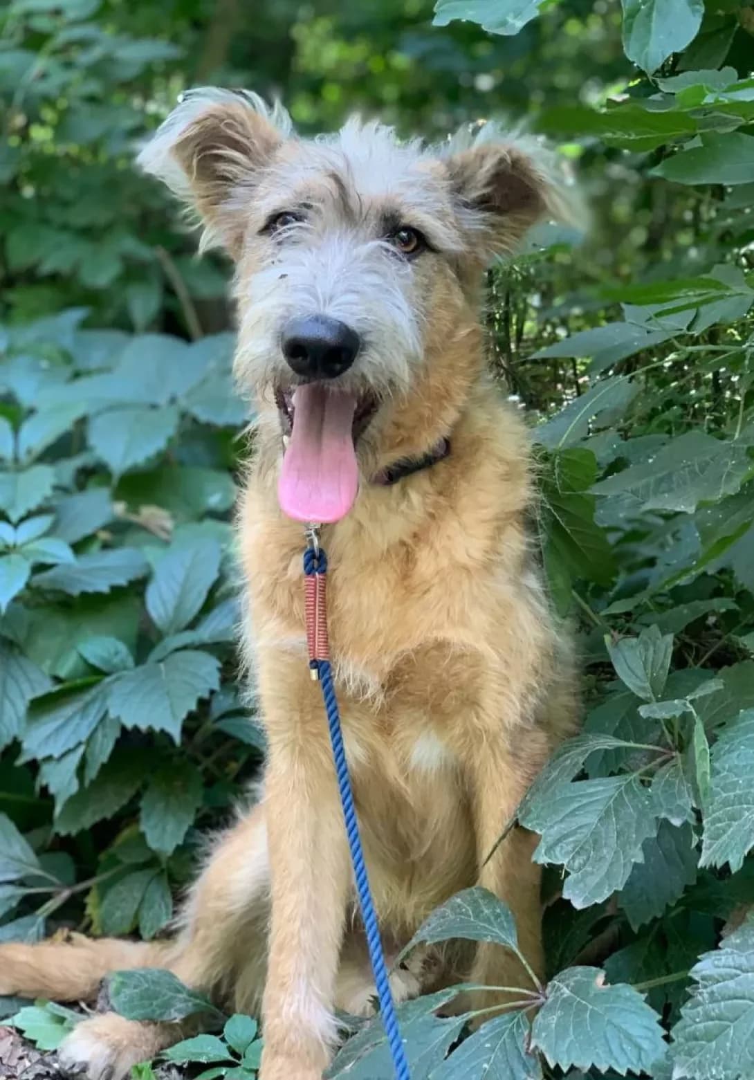 Alik (Алік), male puppy Mixed Breed for adoption at Happy Paw Kirovohrad