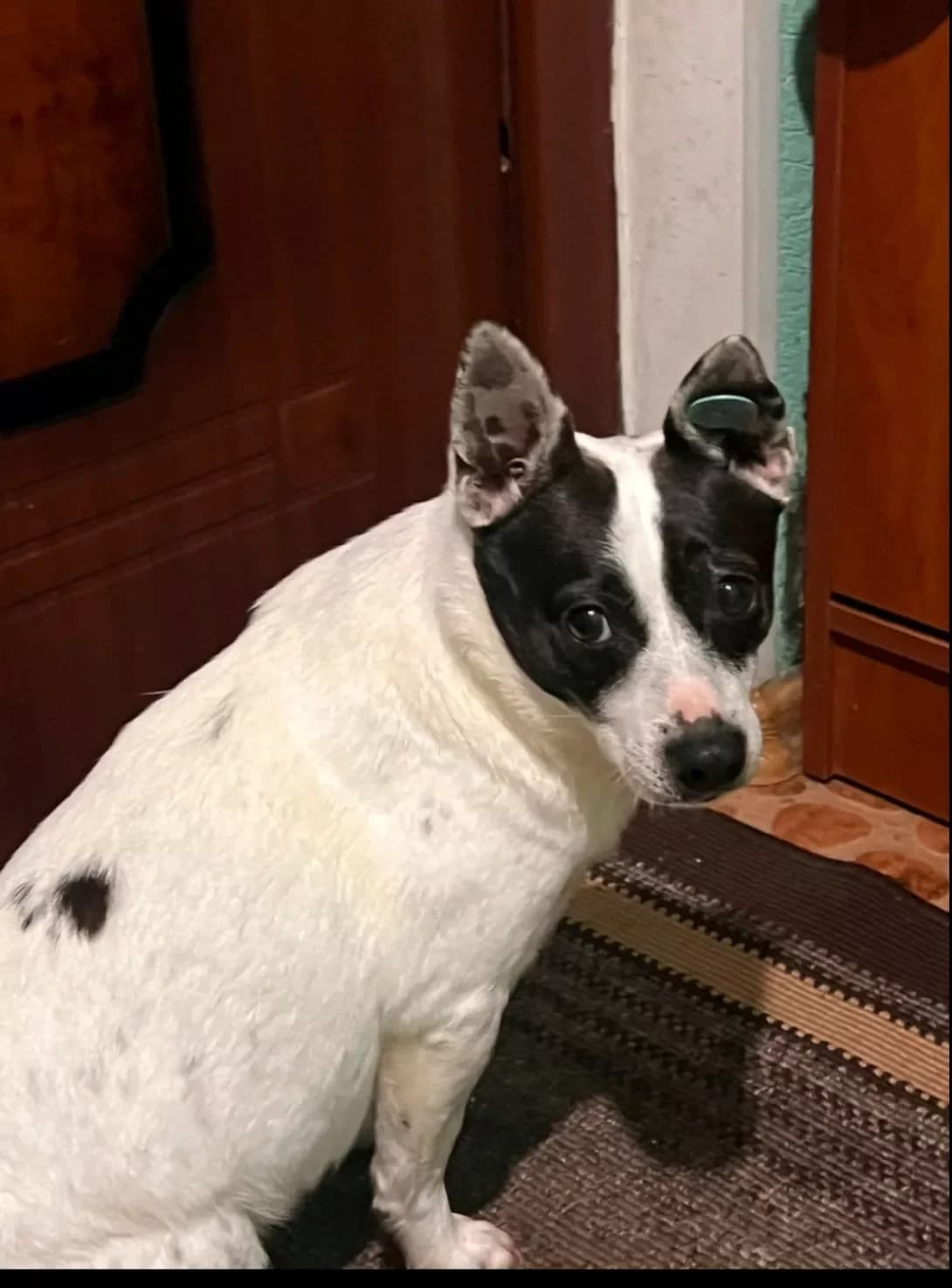 Bulka (Булька), female 7yo Mixed Breed for adoption at Happy Paw Kirovohrad