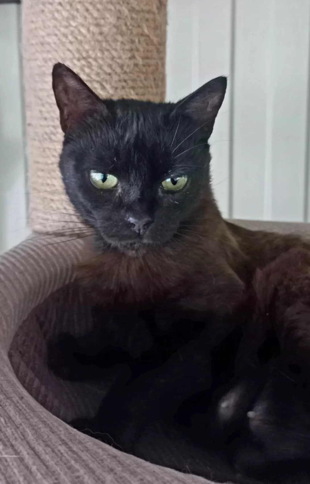 Cheri (Чері), female 3yo Mixed Breed for adoption at Happy Paw Kirovohrad
