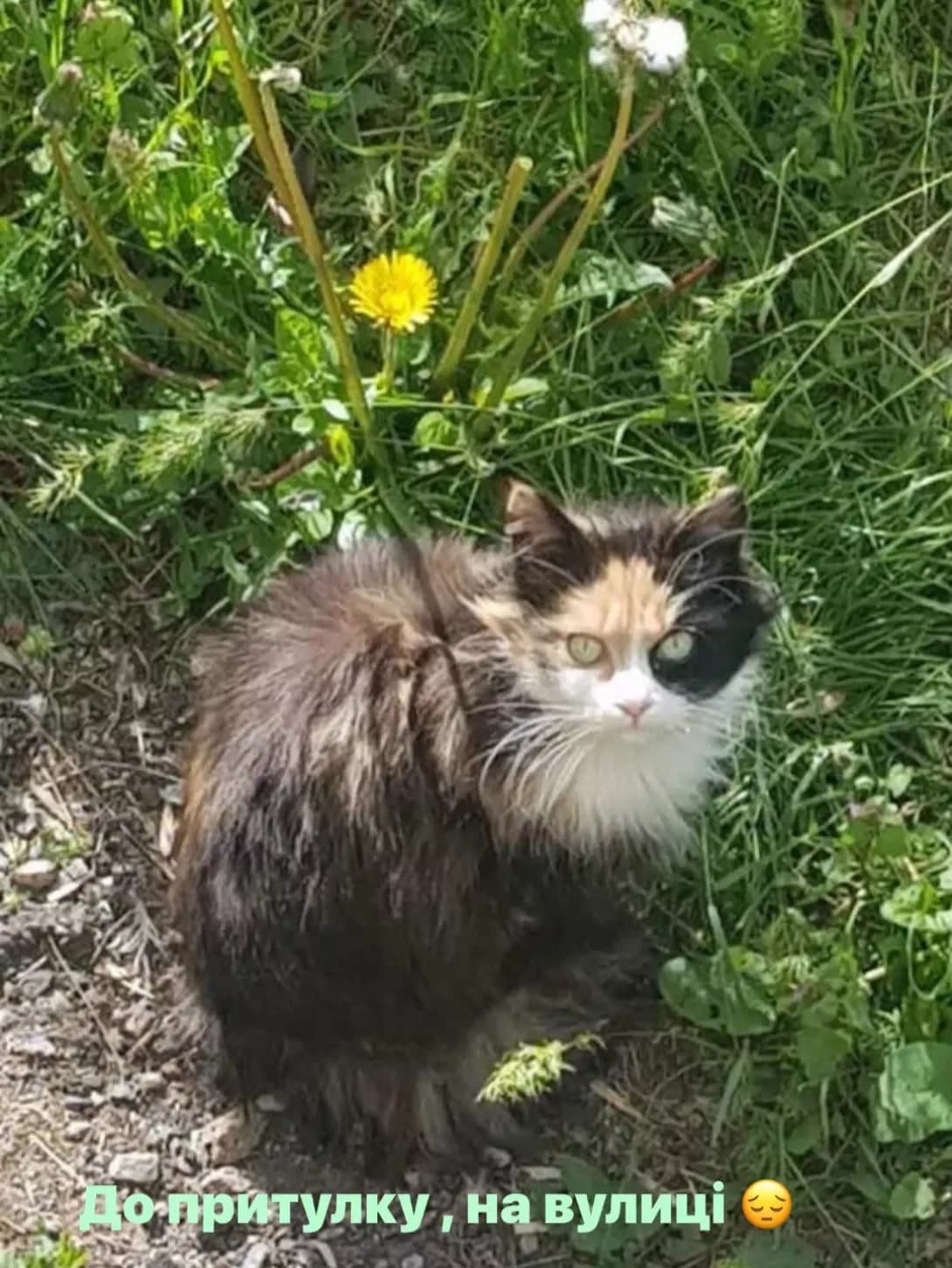 Melisa (Меліса), female young Mixed Breed for adoption at Happy Paw Kirovohrad