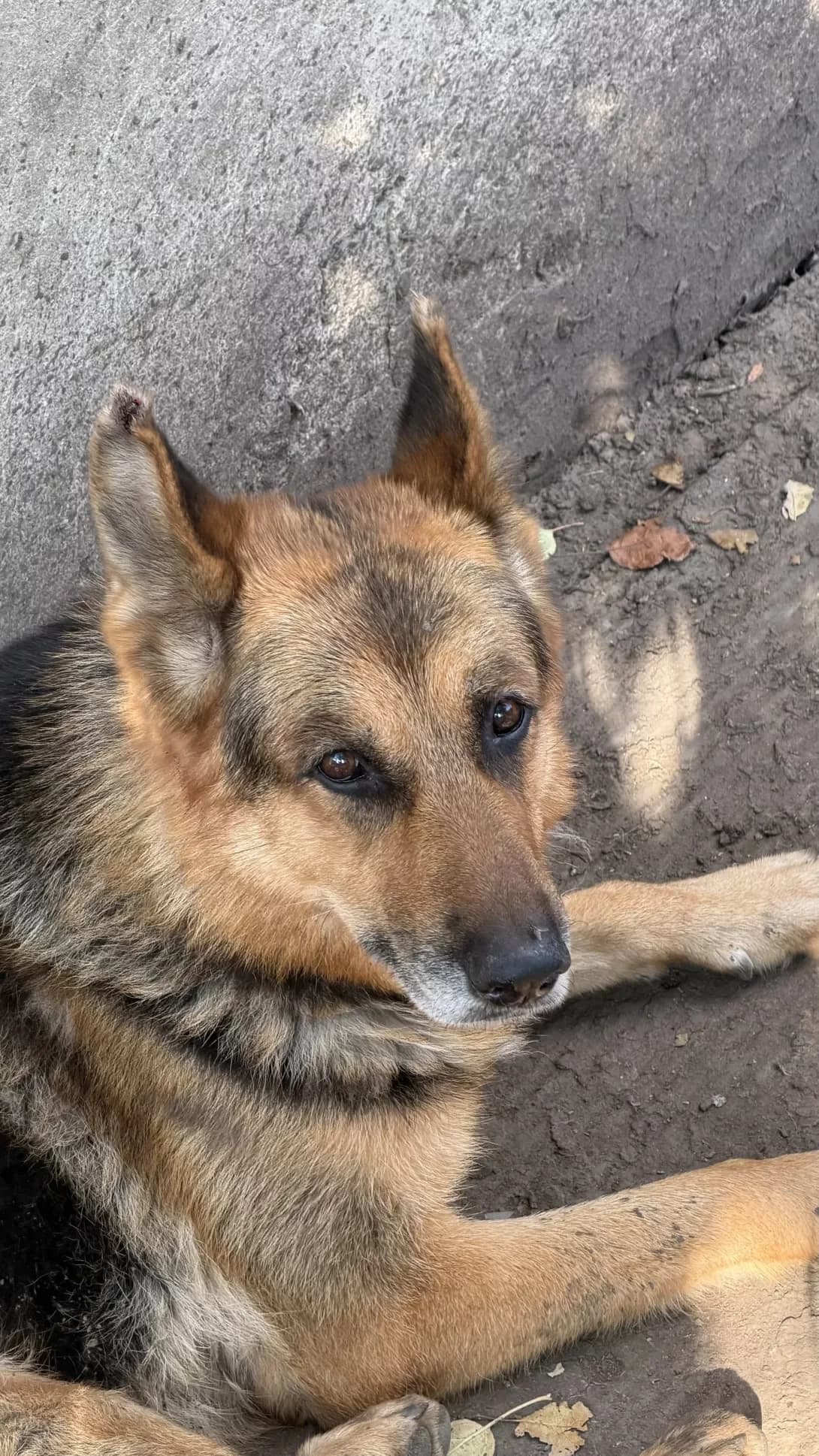 Graf (Граф), male 4yo Mixed Breed for adoption at Happy Paw Kirovohrad