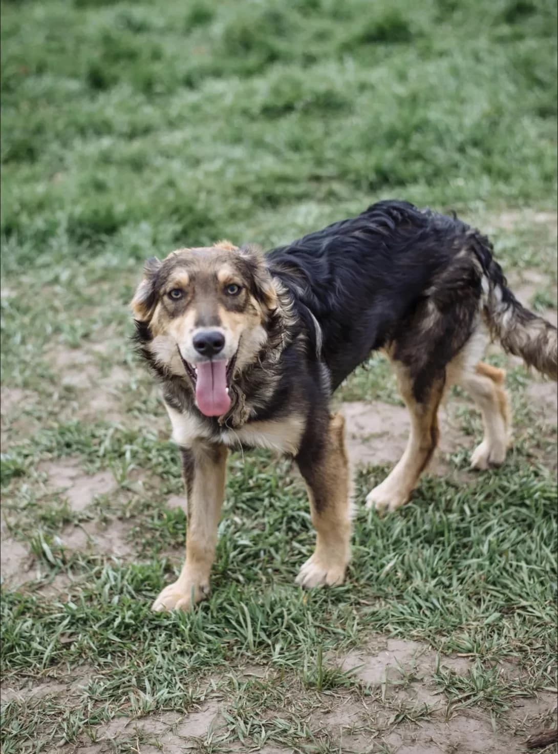 Grisha (Гріша), male 3yo Mixed Breed for adoption at Happy Paw Kyiv