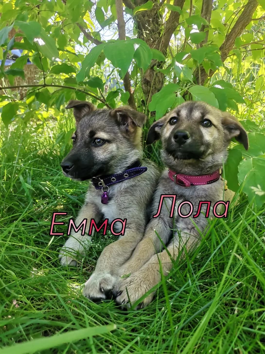Emma Lola (Емма Лола), female 3yo Mixed Breed for adoption at Happy Paw Kyiv
