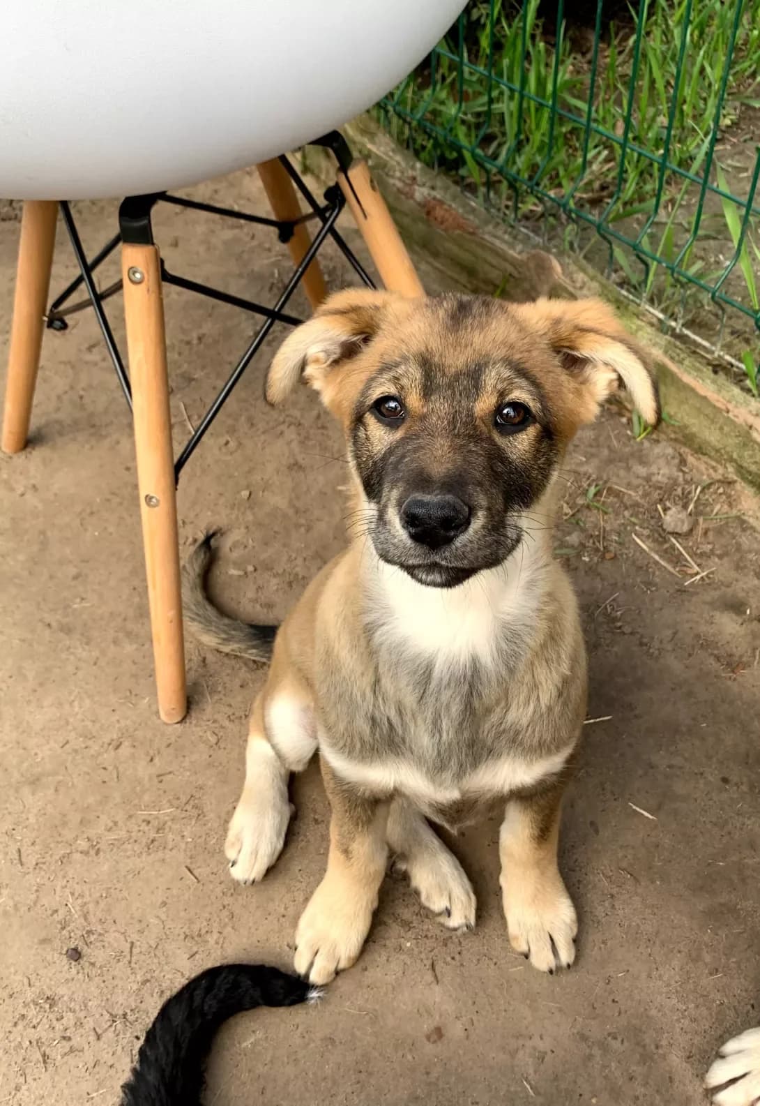 Elvis (Елвіс), male 3yo Mixed Breed for adoption at Happy Paw Kyiv