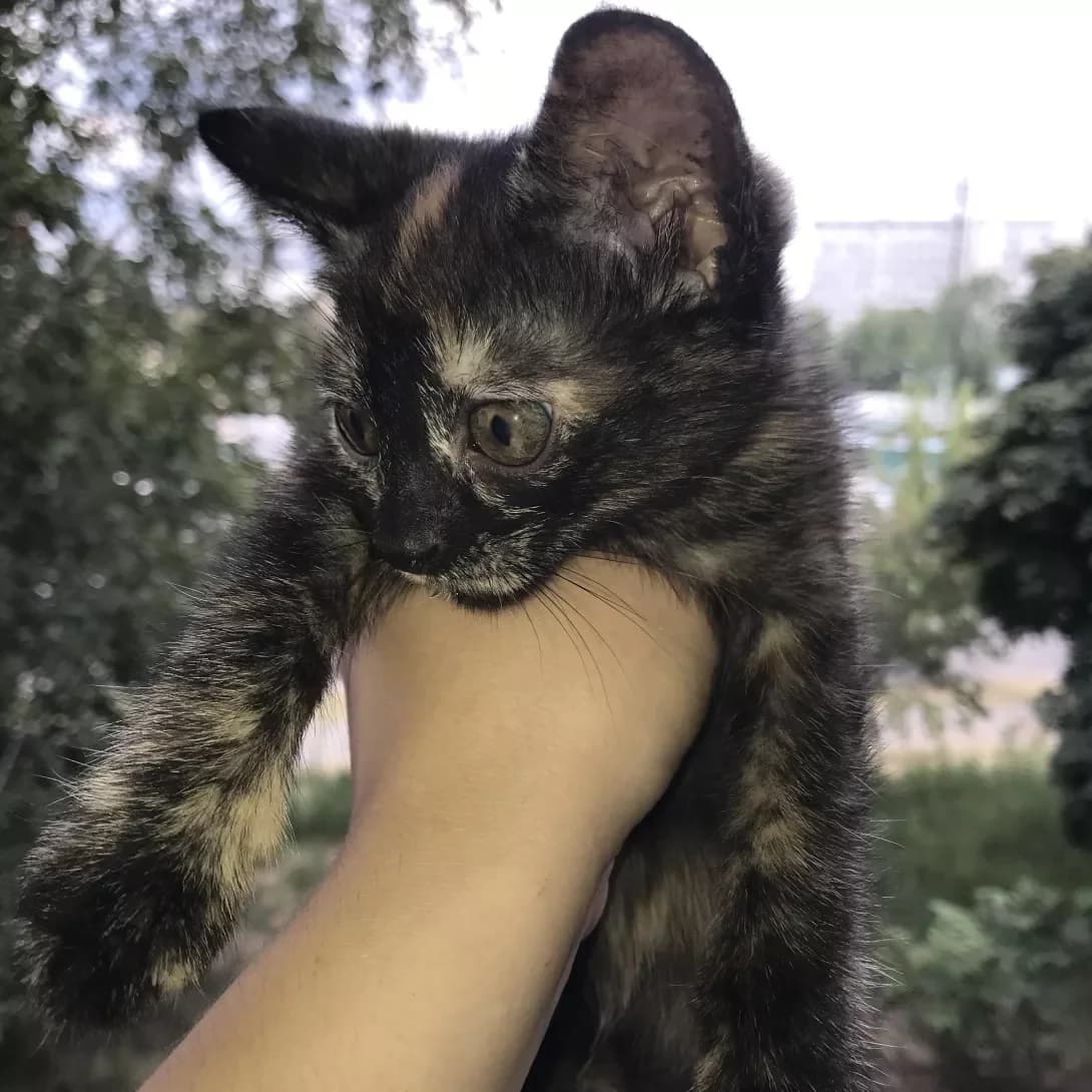 Maya (Мая), female young Mixed Breed for adoption at Happy Paw Kyiv