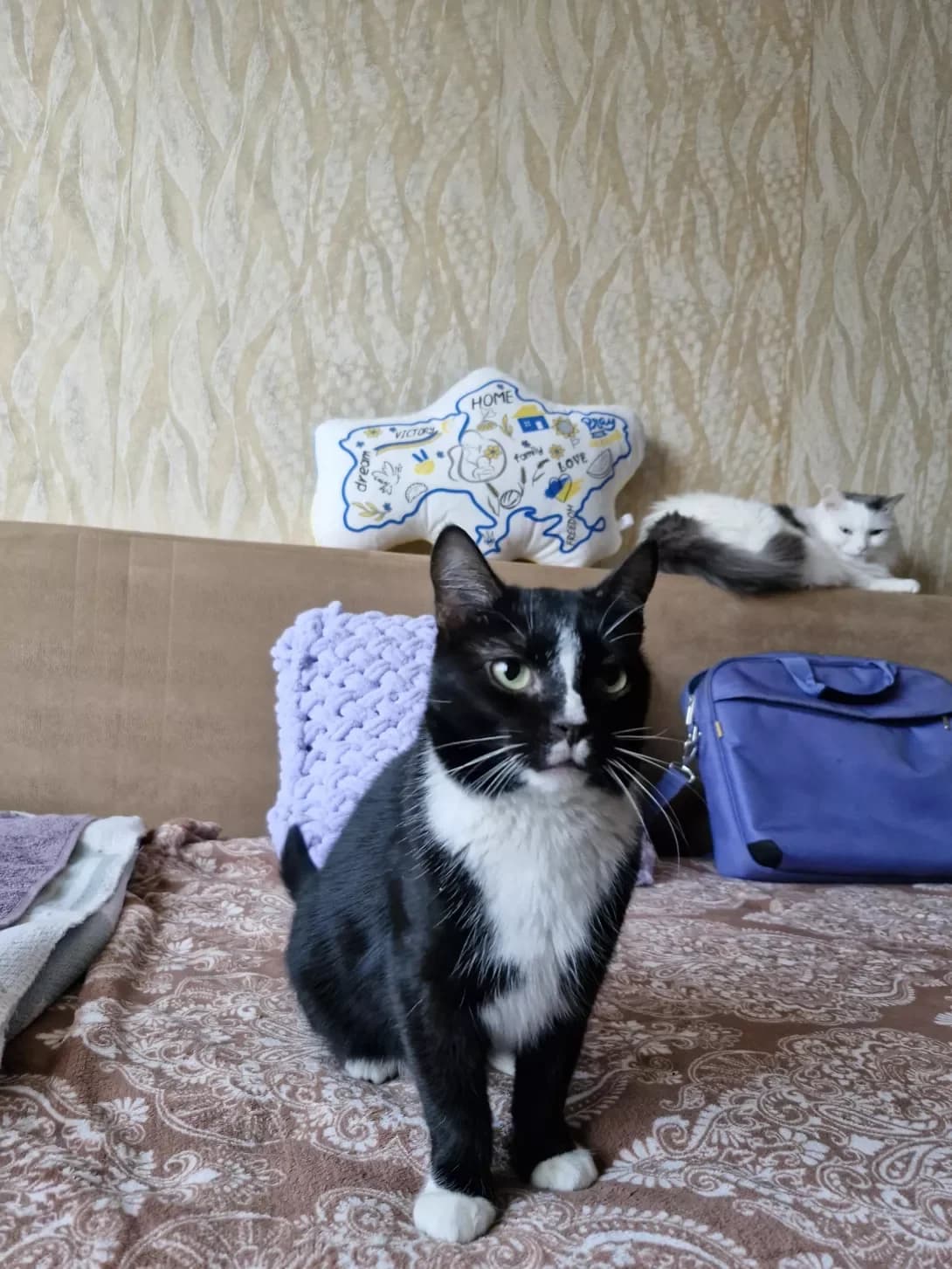 Mokko (Мокко), female 3yo Mixed Breed for adoption at Happy Paw Kyiv