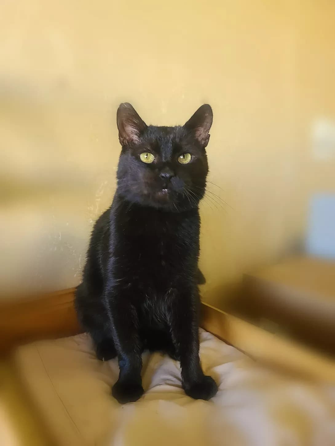 Matyusha (Матюша), male 6yo Mixed Breed for adoption at Happy Paw Kyiv