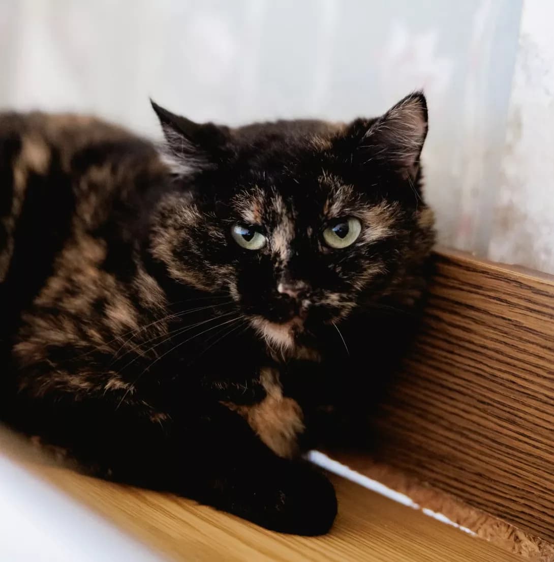 Lyalya (Ляля), female 3yo Mixed Breed for adoption at Happy Paw Kyiv