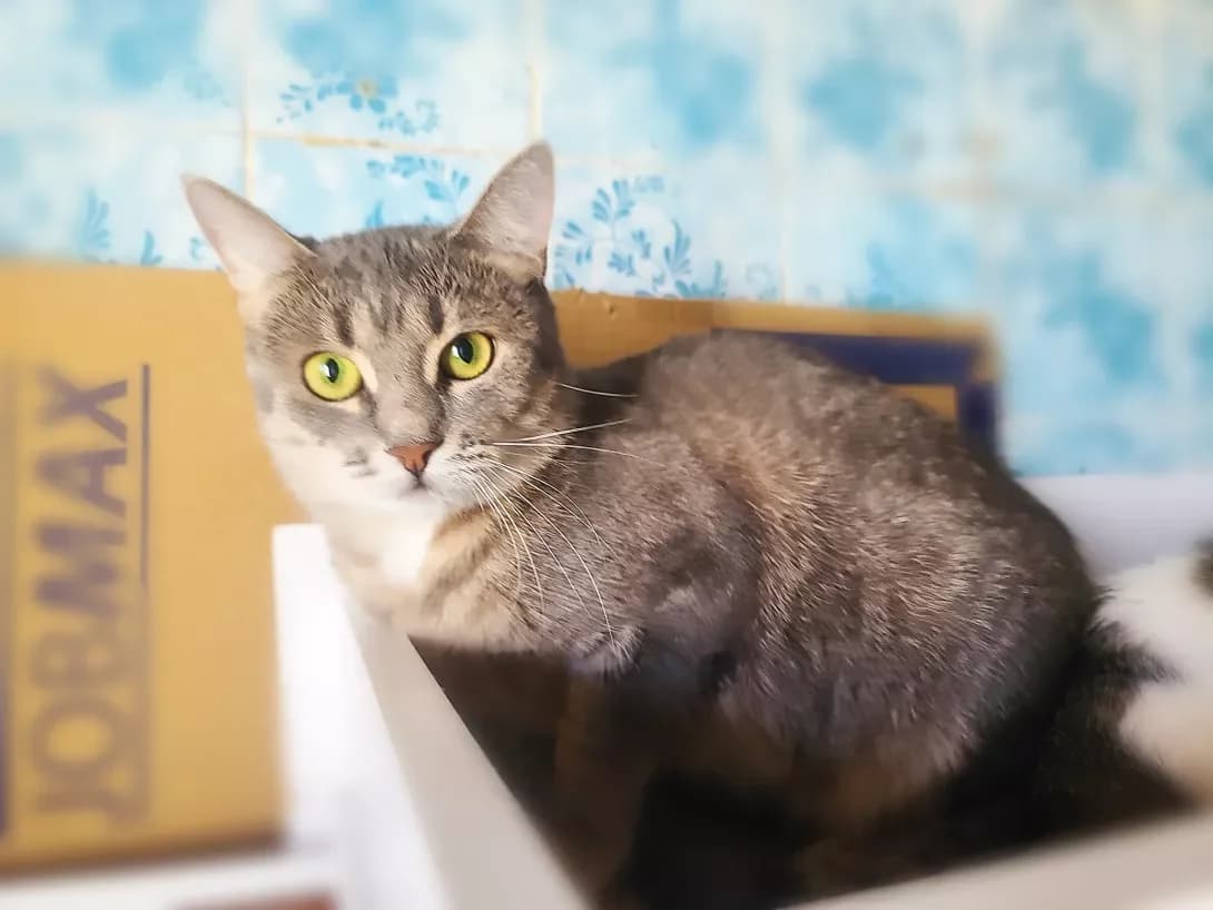 Mishka (Мишка), female 3yo Mixed Breed for adoption at Happy Paw Kyiv