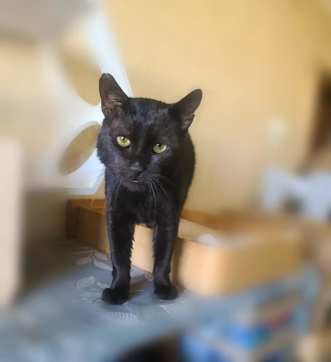 Richard (Річард), male 6yo Mixed Breed for adoption at Happy Paw Kyiv