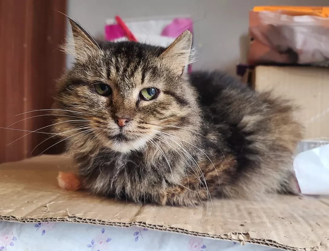 Nuksi (Нуксі), female senior Mixed Breed for adoption at Happy Paw Kyiv